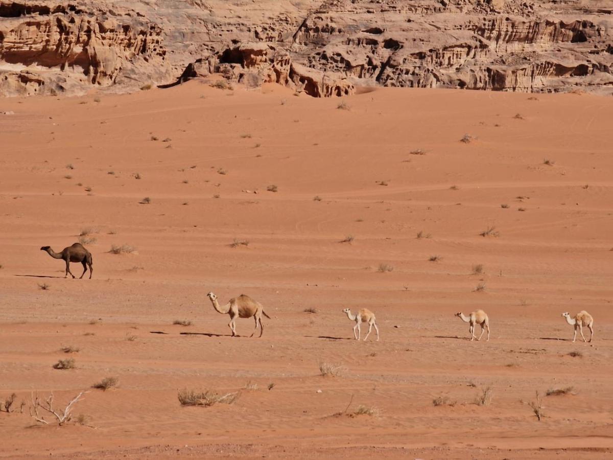 Wadi Rum Story Εξωτερικό φωτογραφία